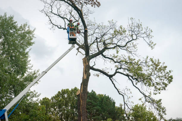 Best Root Management and Removal  in Vinton, IA